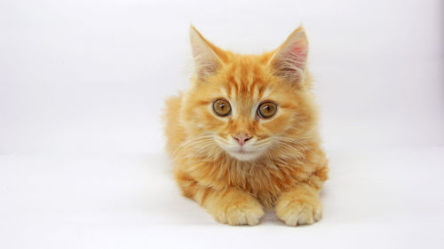 Portrait of ginger cat against white background