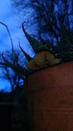 Close-up of cactus on plant against sky