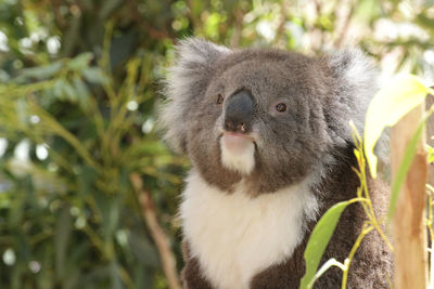 Close-up of an animal