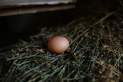 High angle view of eggs in nest