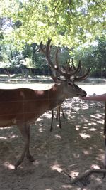 Deer in a forest