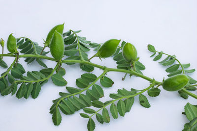 High angle view of leaves against white background