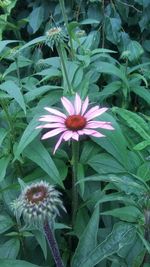 Close-up of purple flower blooming on field