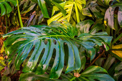 High angle view of fresh green plant leaves