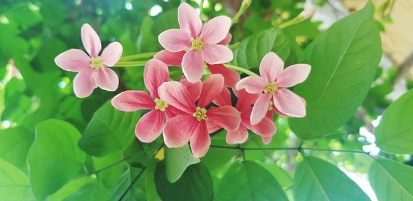 Close-up of pink flowering plant