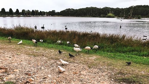 Swans at lakeshore