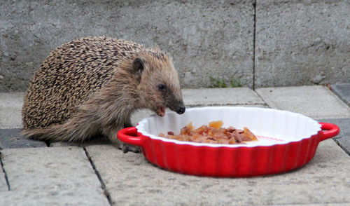 Close-up of hedgehog feeding on footpath