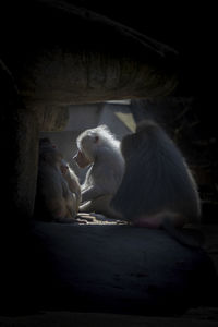 Close-up of a baboonmonkey 