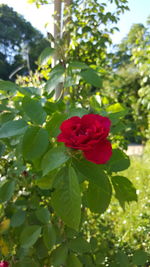 Close-up of rose blooming in garden