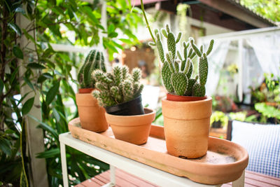 Potted plants in yard