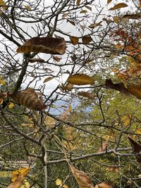 Low angle view of a tree