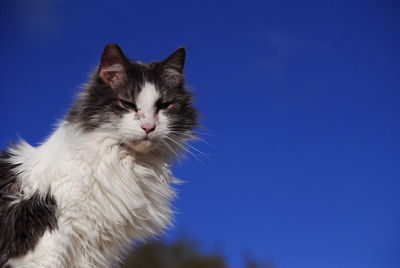 Close-up of cat against clear blue sky