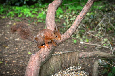 Squirrel on tree