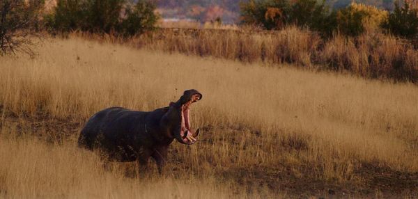 Hippopotamus in its habitat.