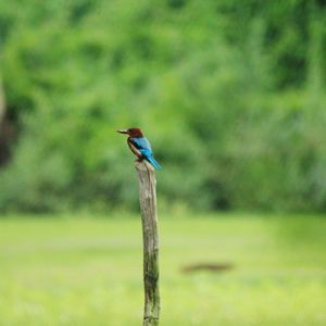 Close-up of bird perching on tree