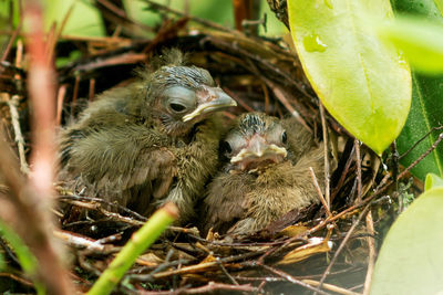 Two baby cardinal chicks on their last day in the birds nest.