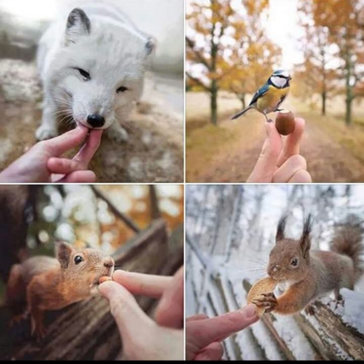 animal themes, person, animals in the wild, holding, wildlife, one animal, part of, human finger, cropped, young animal, feeding, bird, two animals, unrecognizable person, leisure activity, lifestyles, personal perspective