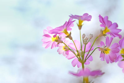 Close-up of pink cherry blossom