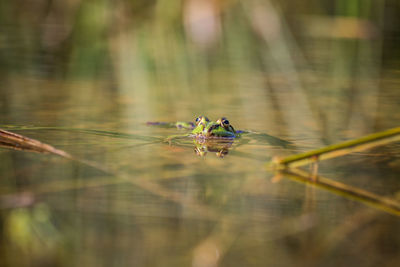 A beautiful common green water frog enjoying sunbathing in a natural habitat at the forest pond. 