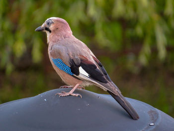 Close-up of bird perching on a plant.