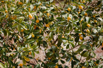 Close-up of fruits growing on tree