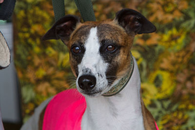 Close-up portrait of dog looking at camera