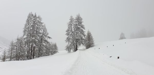 Snow covered land and trees against sky