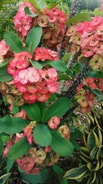 Close-up of pink flowering plant