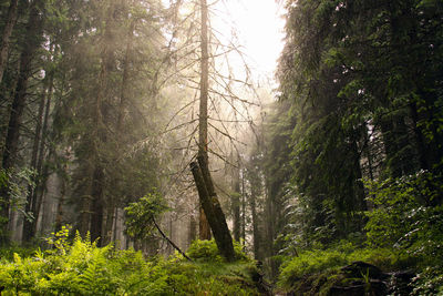 Sun rays shine through canopy tree leaves in the forest