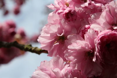 Close-up of pink cherry blossoms