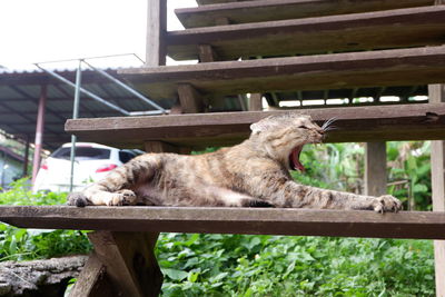 Cat resting on a railing