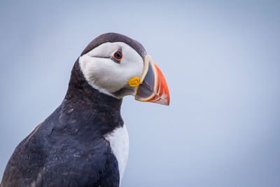 Close-up of a bird against clear sky