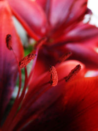 Close-up of day lily