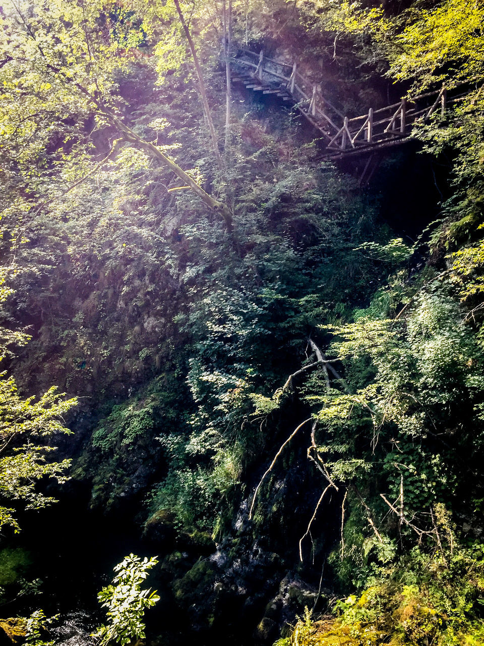 HIGH ANGLE VIEW OF TREES GROWING IN FOREST