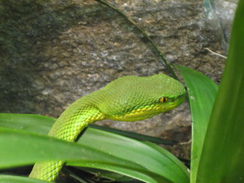 Close-up of lizard on leaf