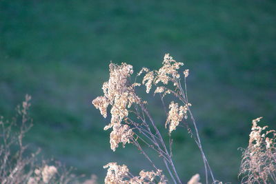 Close-up of wilted plant on field