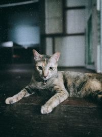 Portrait of cat relaxing on floor