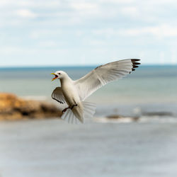 Seagull flying over sea