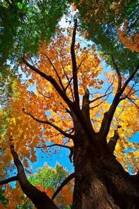 Low angle view of trees against sky