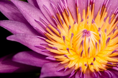 Close-up of purple flower