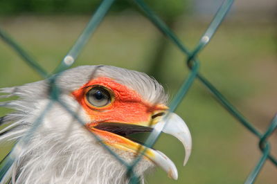 Close-up of bird  sagittarius serpentariuson chainlink fence