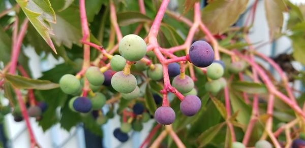 Close-up of berries growing on tree