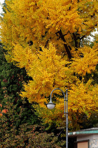 Close-up of yellow tree