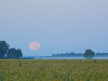 Scenic view of field against clear sky