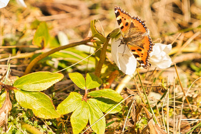 Close-up of butterfly pollinating on flower