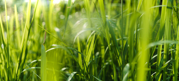 Close-up of crops growing on field