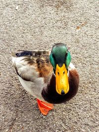 High angle view of mallard duck