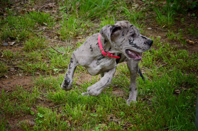 Dog running on field