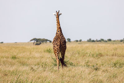Giraffes on grassy field against clear sky