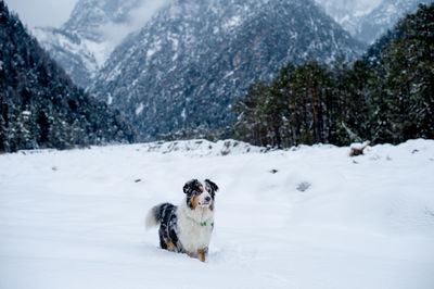 Dog on snow covered mountain